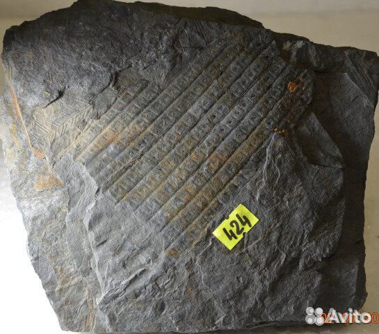 Сигиллярия Sigillaria sp. и Каламиты Calamites sp