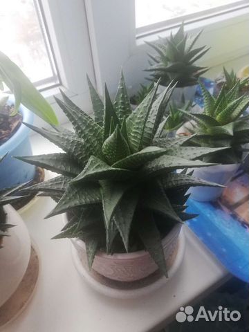 Кактусы и суккуленты