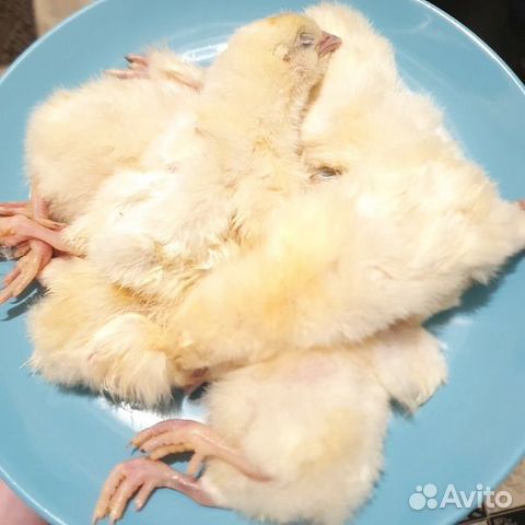 Цыплята суточные на корм