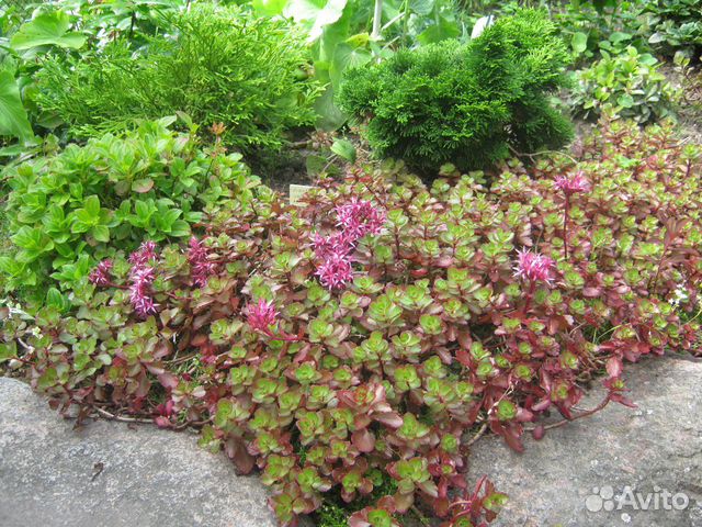 Многолетние растения 2