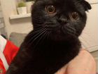 Шотландская вислоухая кошка черная объявление продам