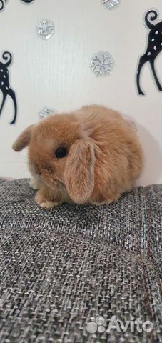 Крольчата Mini Lop