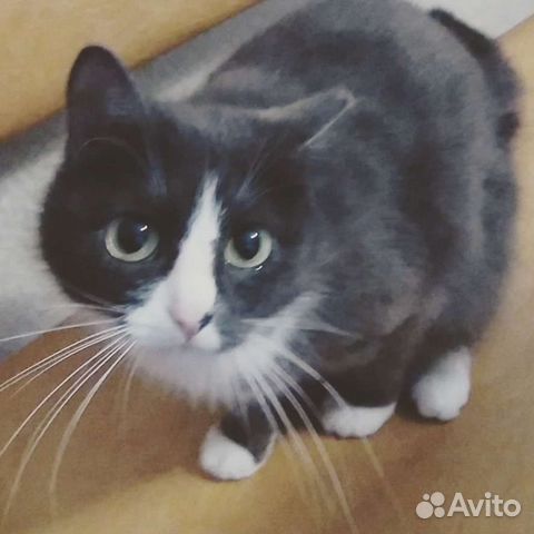 Кошка в дар