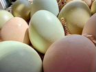 Несушки с цветным яйцом продам объявление продам