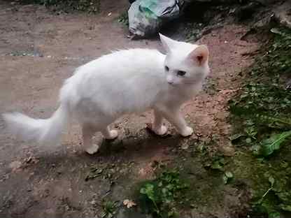турецкая ангора кошка москва