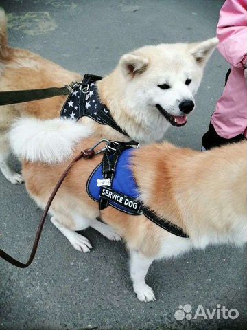 Шлейки,нашивки,ошейник новые размеры от mini до ma