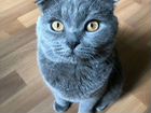 Шотландский вислоухий кот для вязки