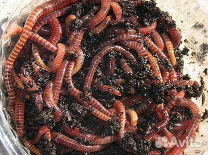 Черви для рыбалки (навозные)