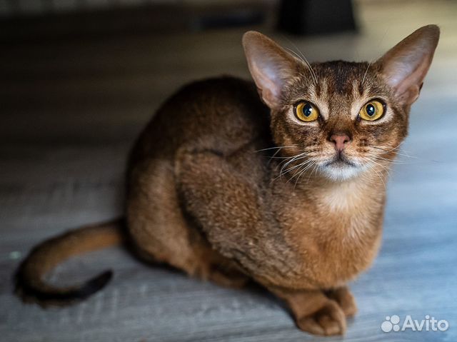 Молоденький абиссинец Жорик