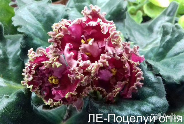 Цветы фиалки