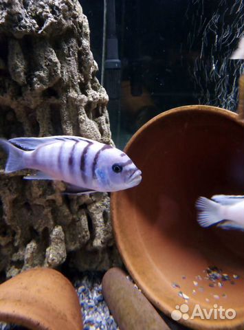 Цихлиды, Аквариумные растения, декорации, грунт