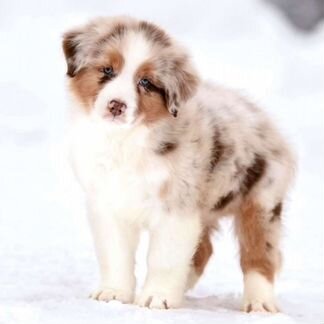 Помогу найти щенки, собаки любой окрас