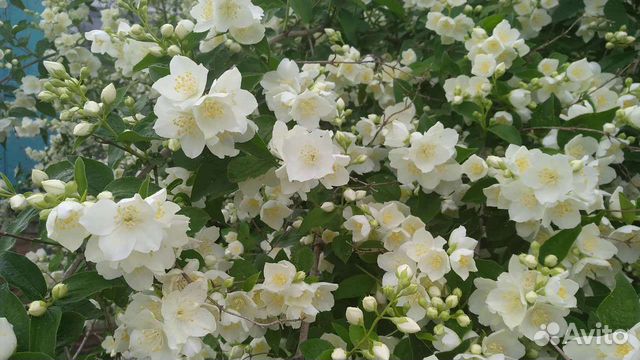 Жасмин Махровый, Земляничный