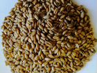 Зерно Пшеница, Ячмень. Урожай 2022 года