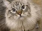 Вязка, невский маскарадный кот