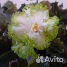 Продам фиалки.стрептокарпусы.ахименесы.бегонии