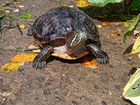 Большая черепаха аквариум 200л объявление продам