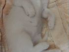 Котенок белого окраса объявление продам