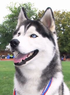 Сибирский хаски для вязки