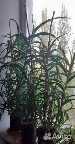 Цветок алоэ лечебный