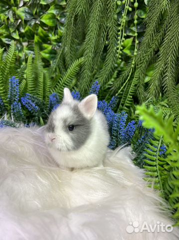 Ручные кролики