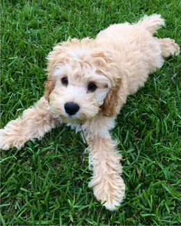 Кокапу (кокер- пудель)