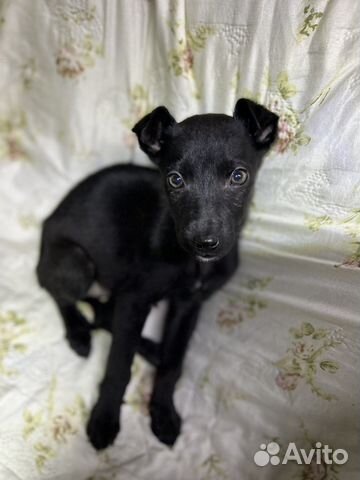 Отдам бесплатно щенят в добрые руки