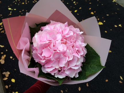 Гортензия.Букеты из гортензий. Доставка