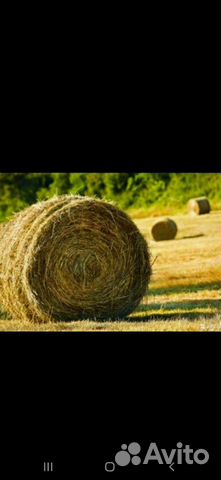 Сено в тюках