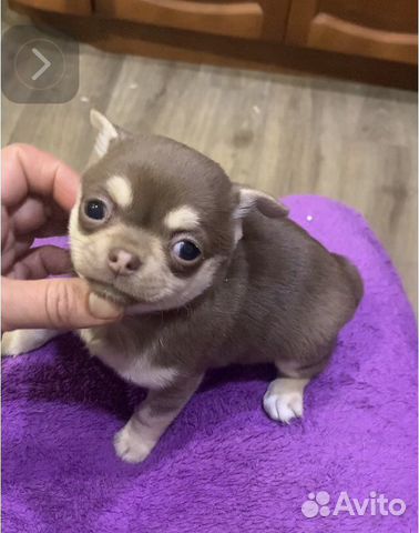 Чихуахуа малышка шоколад с подпалом Коко