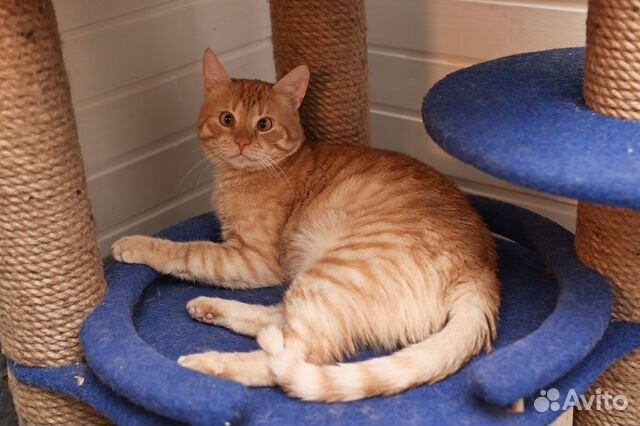 Рыжий ласковый котик Джекфрут