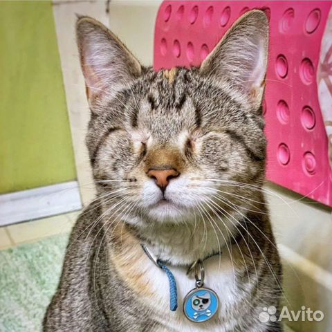 Котята, котики инвалиды, особенные ищут свою семью