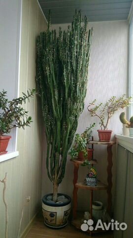 Молочай трехгранный