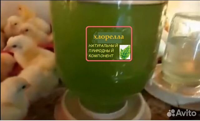 Витаминный и иммунный корм для животных