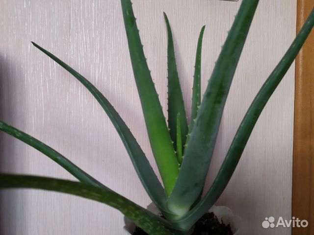 Алое вера