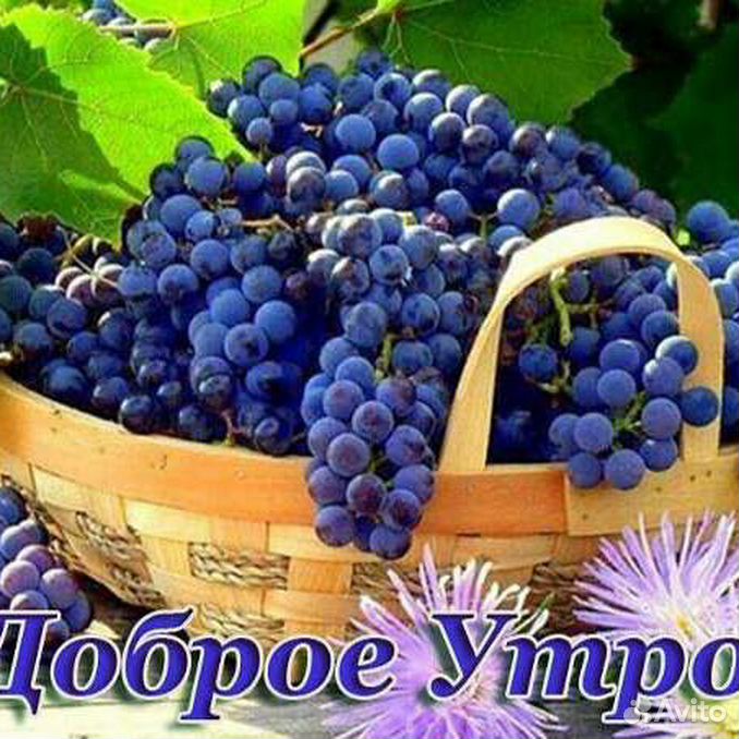 Доброе утро с виноградом картинки красивые Купить ресторан или кафе в Пятигорске Продажа заведений общепита Авито