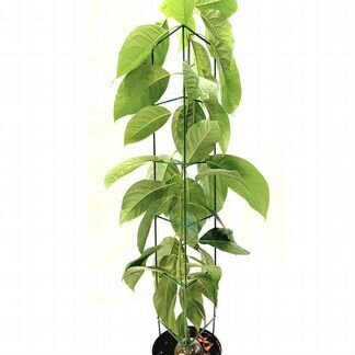 Опора для комнатных цветов