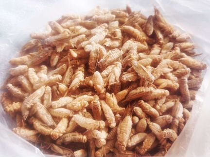 Домовой сверчок (замороженный)