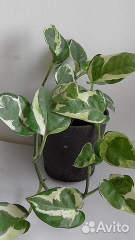 Сциндаптус Энджой