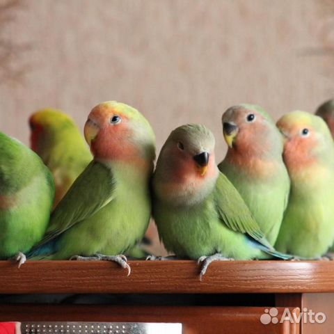 Неразлучники