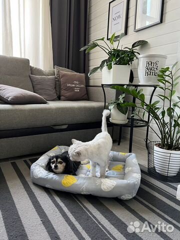 Лежанки Новые