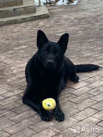 Щенки черной немецкой овчарки