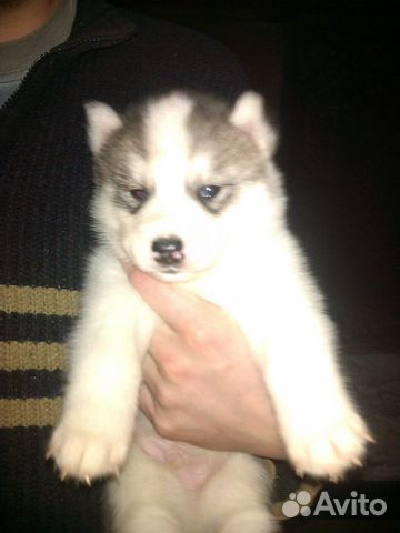 Щенки(овчарки, хаски, маламуты)