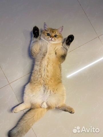 Вязка британская золотая шиншилла