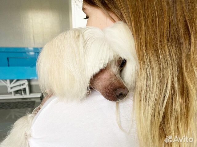 Выездной грумер