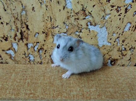 Джунгарские хомяки с новой клеткой от заводчика