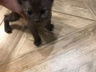 Сфинкс донской кошка объявление продам