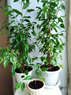 Фикус Бенджамина