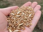 Зерно пшеница, ячмень