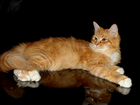 Клубный сибирский котик объявление продам